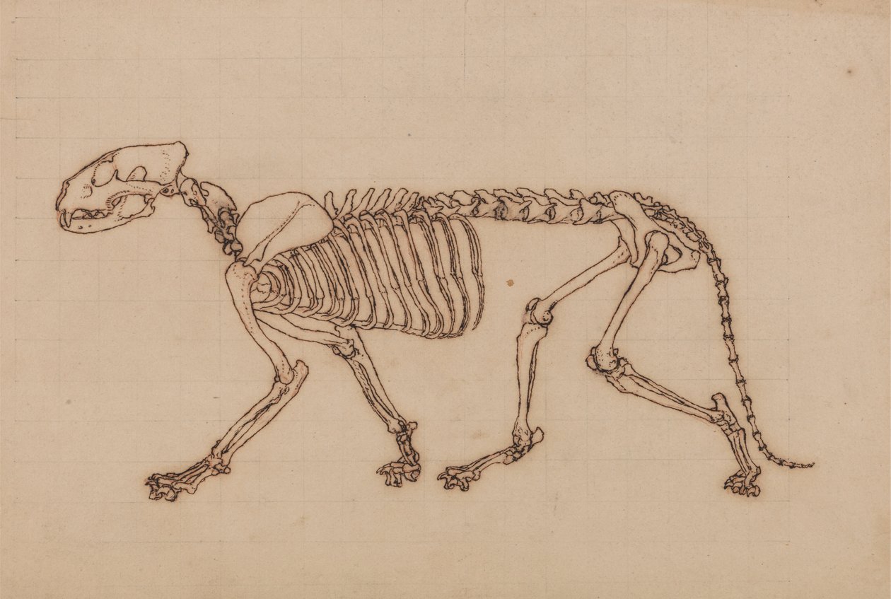 Tigerskelett, seitliche Ansicht von George Stubbs