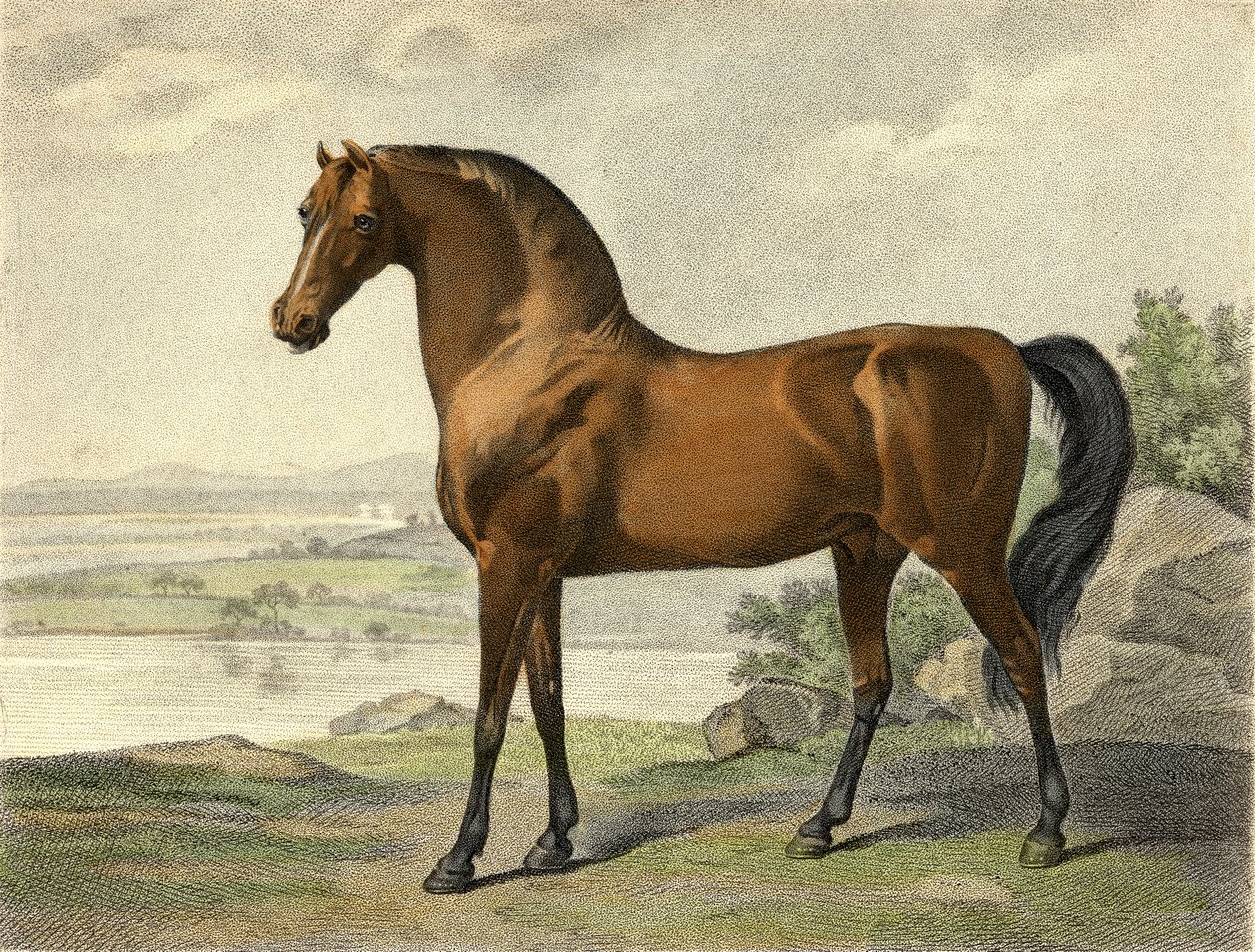 Warren Hastings Araber von George Stubbs