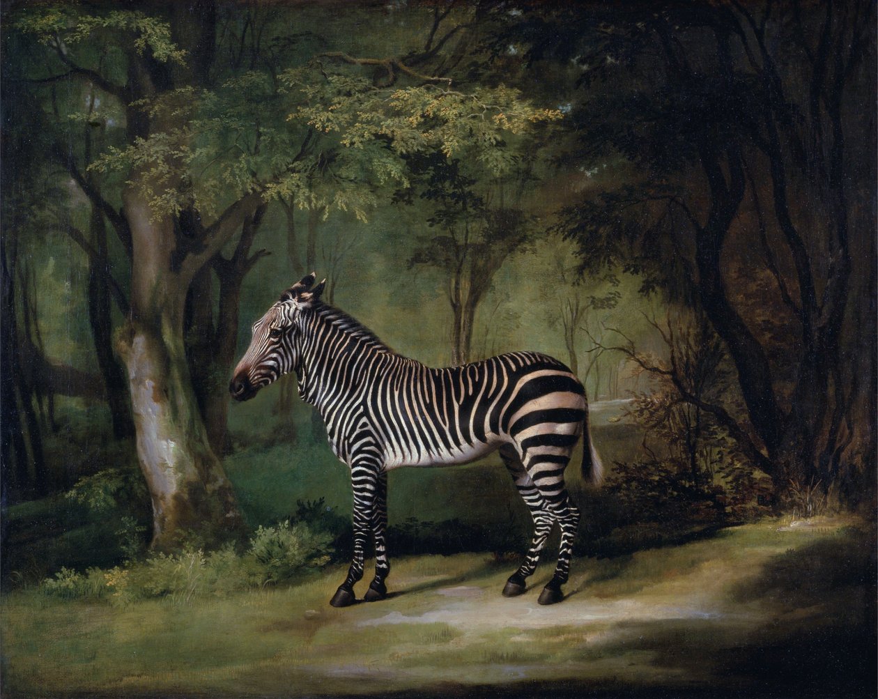 Zebra von George Stubbs