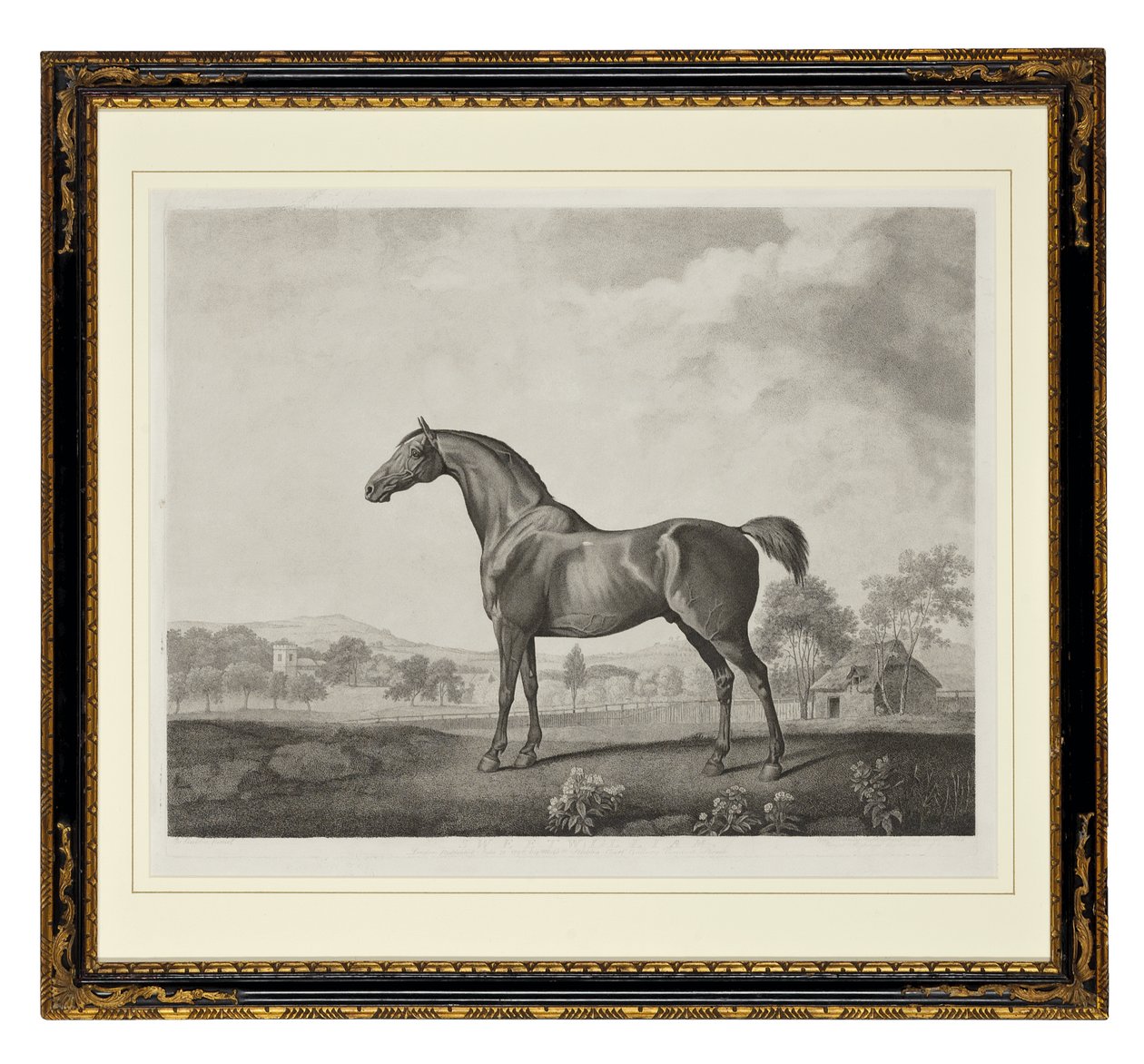 Sweetwilliam von George Townley Stubbs