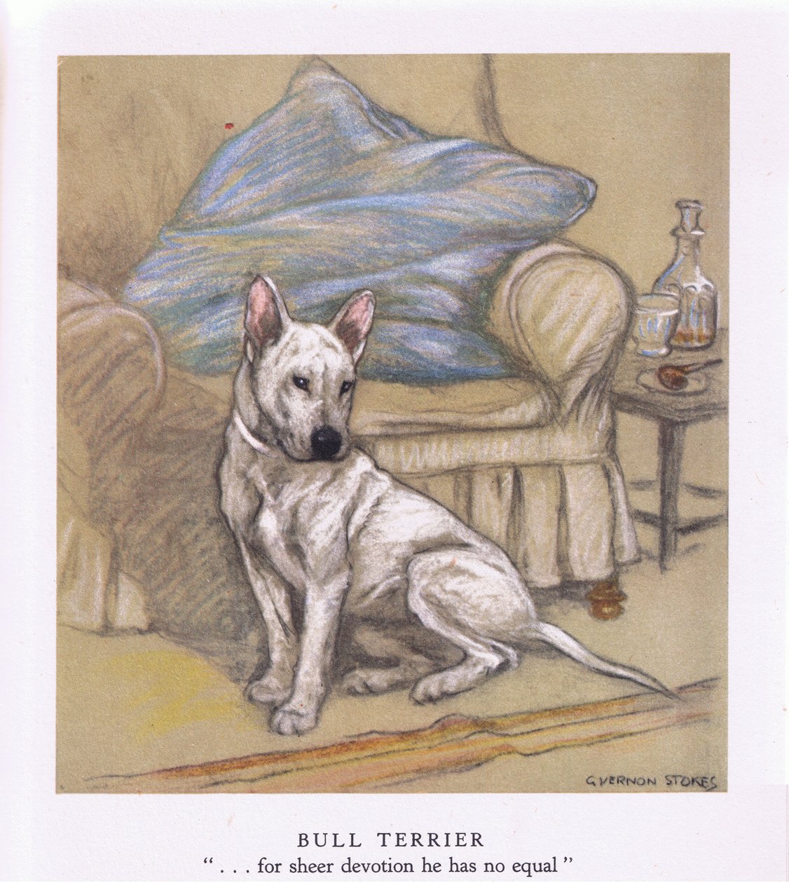 Bullterrier von George Vernon Stokes
