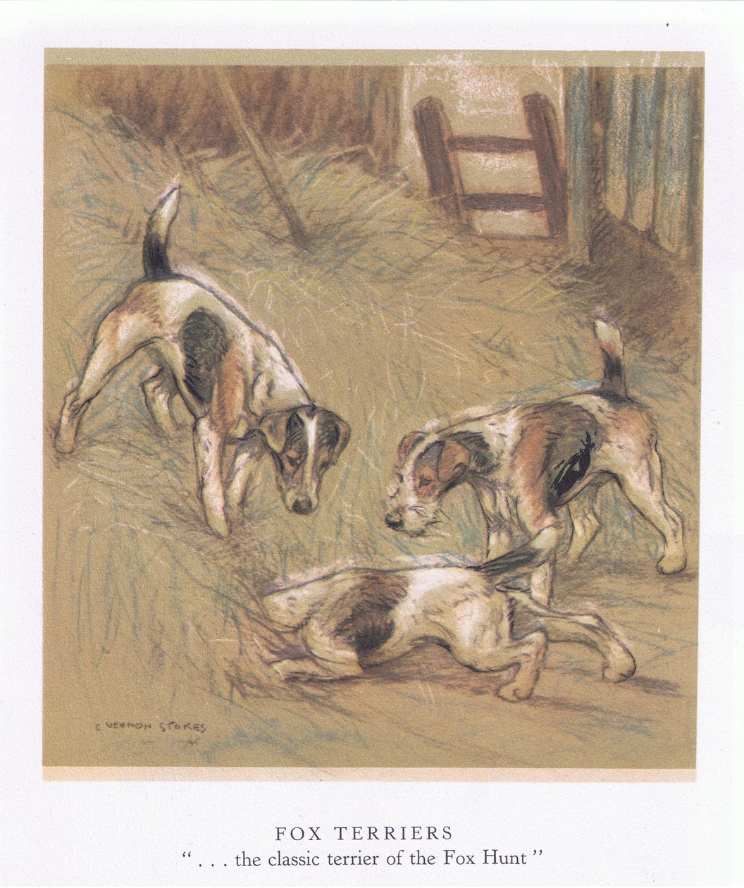 Foxterrier von George Vernon Stokes