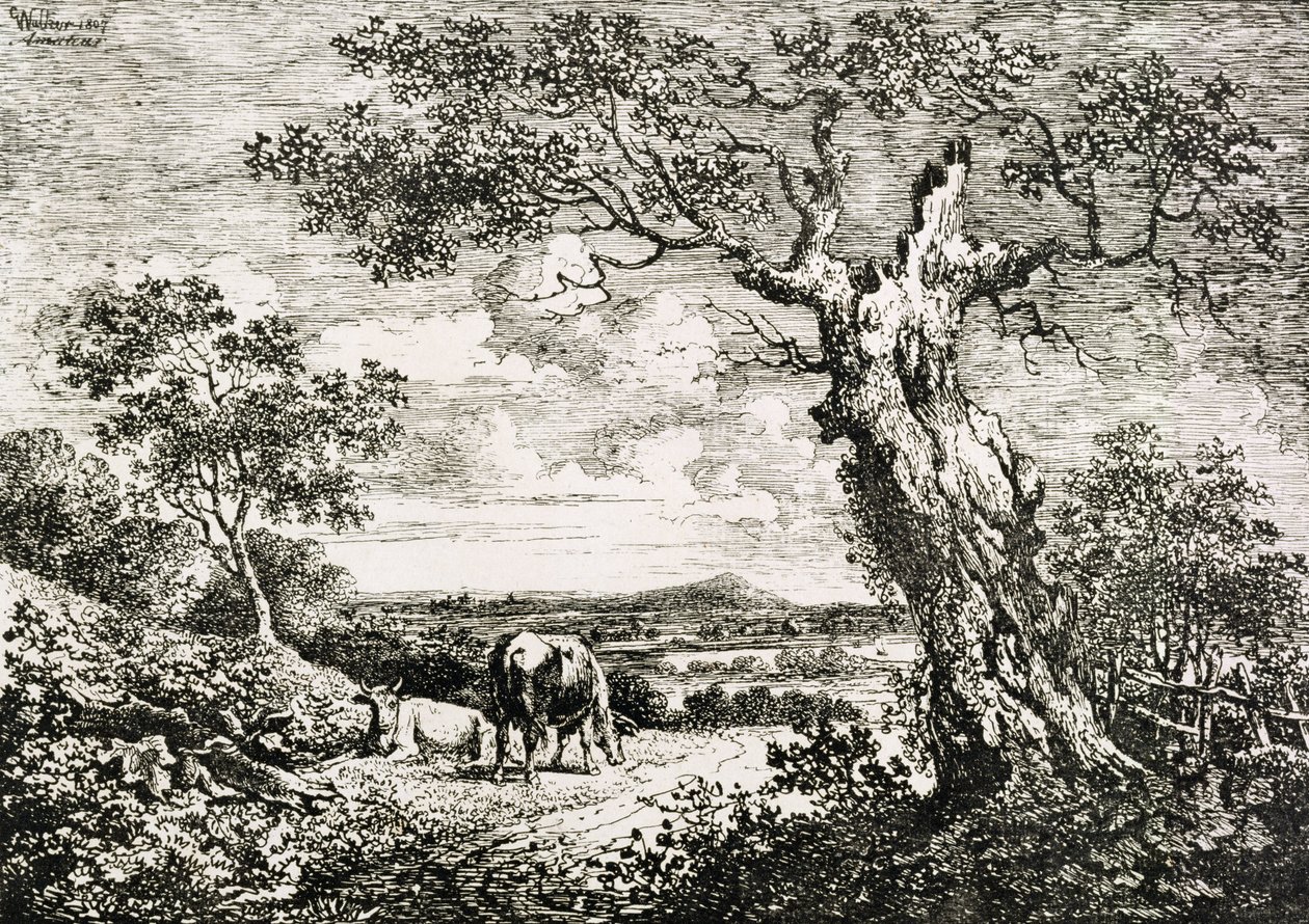 Zwei Kühe auf einer Wiese von George Walker