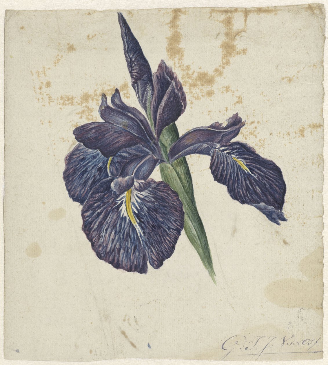 Iris von Georgius Jacobus Johannes van Os