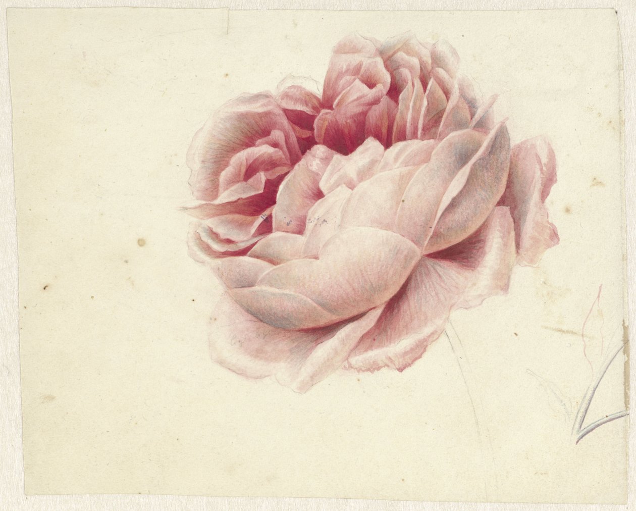 Rote Rose von Georgius Jacobus Johannes van Os