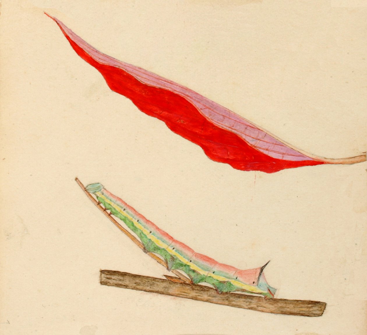 Raupe mit Spiegelrücken von Gerald H. Thayer