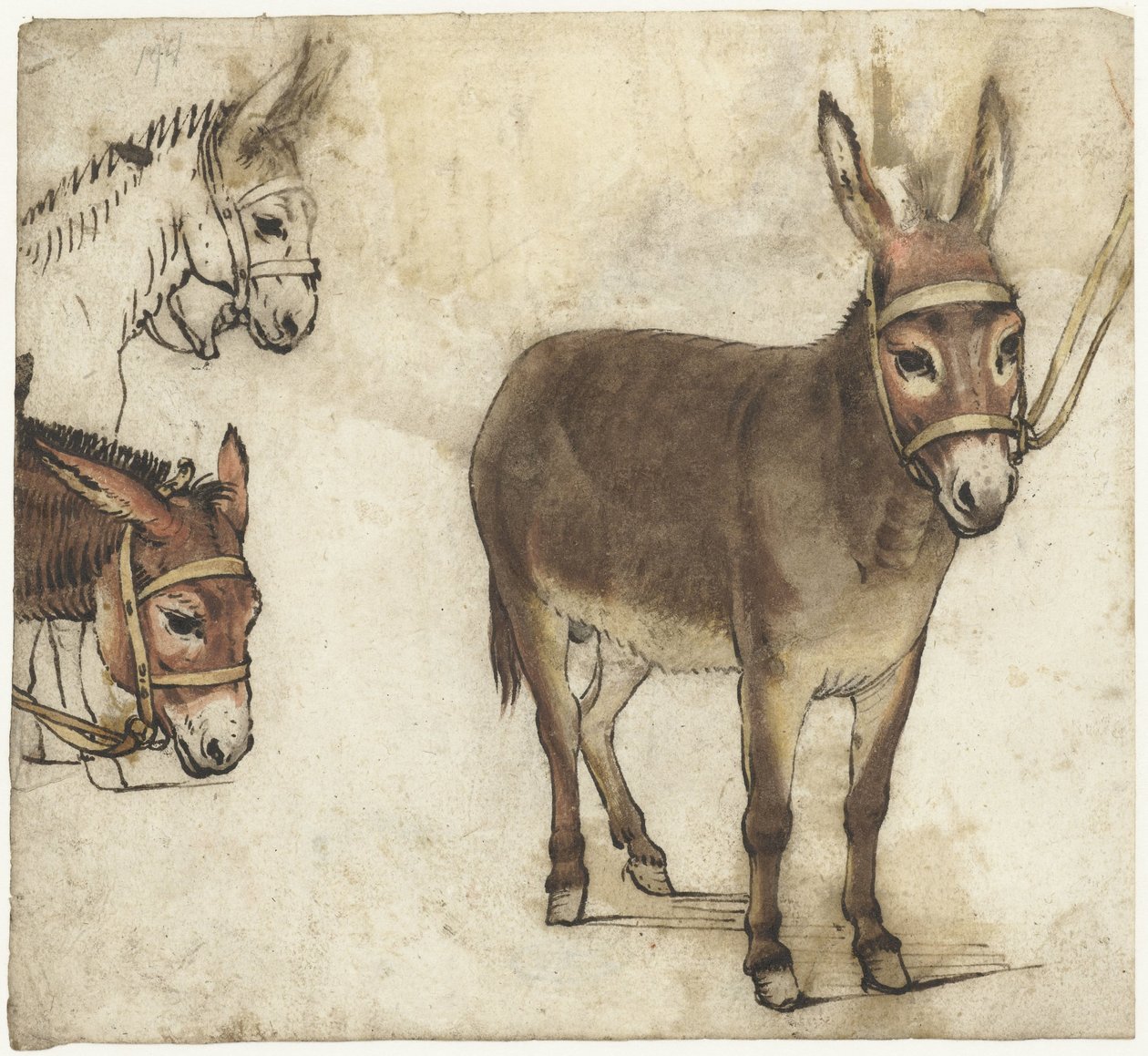 Studienblatt mit Eseln von Gerard ter Borch (I)