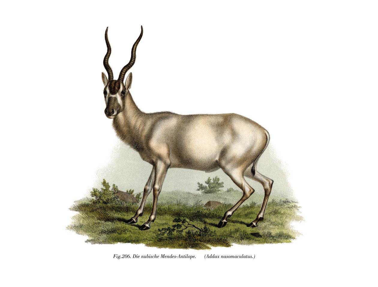 Addax, 1860 von German School