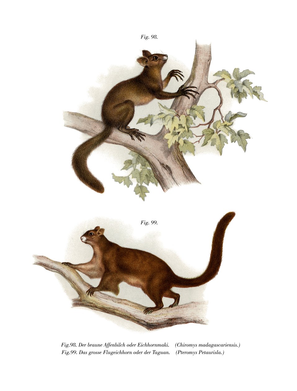 Aye-Aye von German School