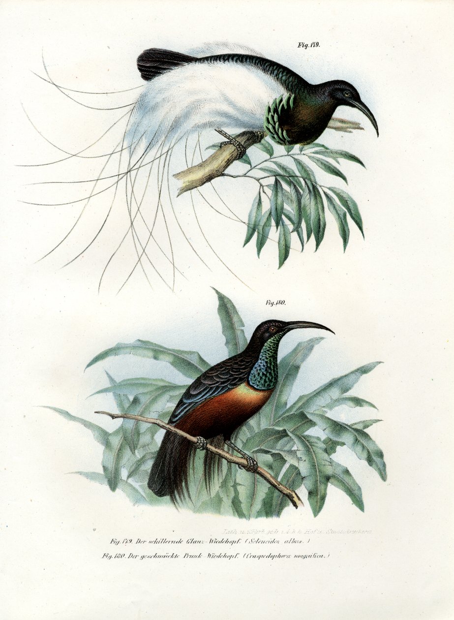 Paradiesvogel, 1864 von German School