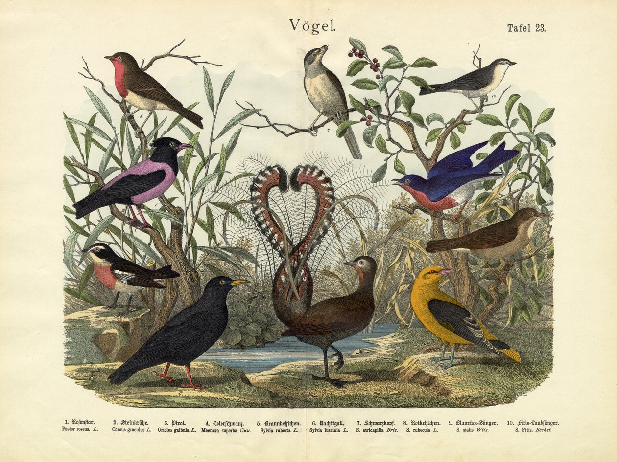 Vögel, ca. 1860 von German School