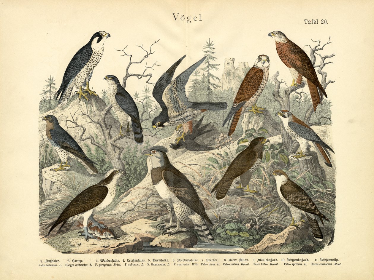 Vögel, um 1860 von German School