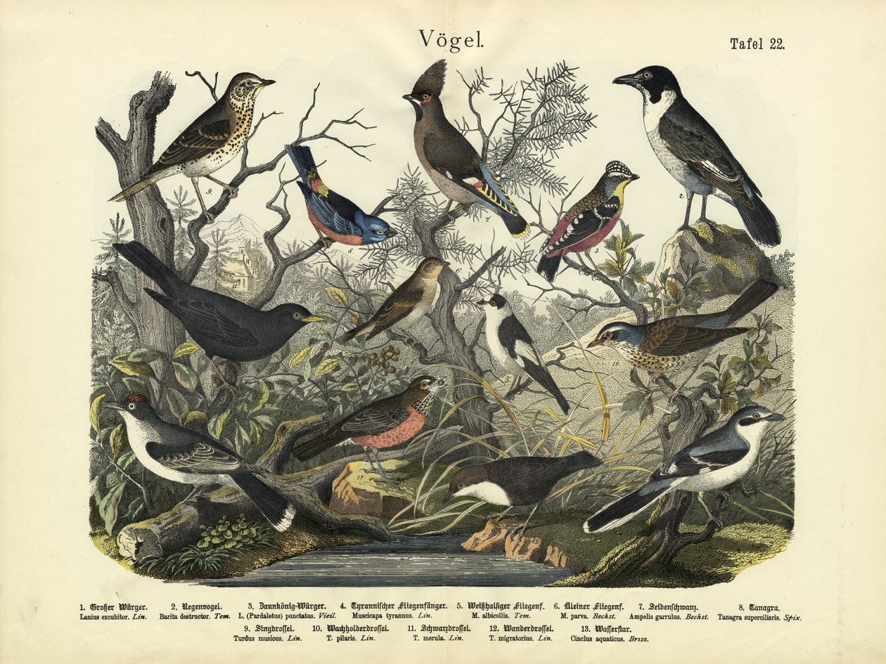 Vögel, um 1860 von German School