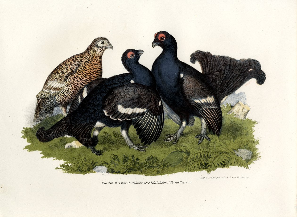Birkhuhn, 1864 von German School