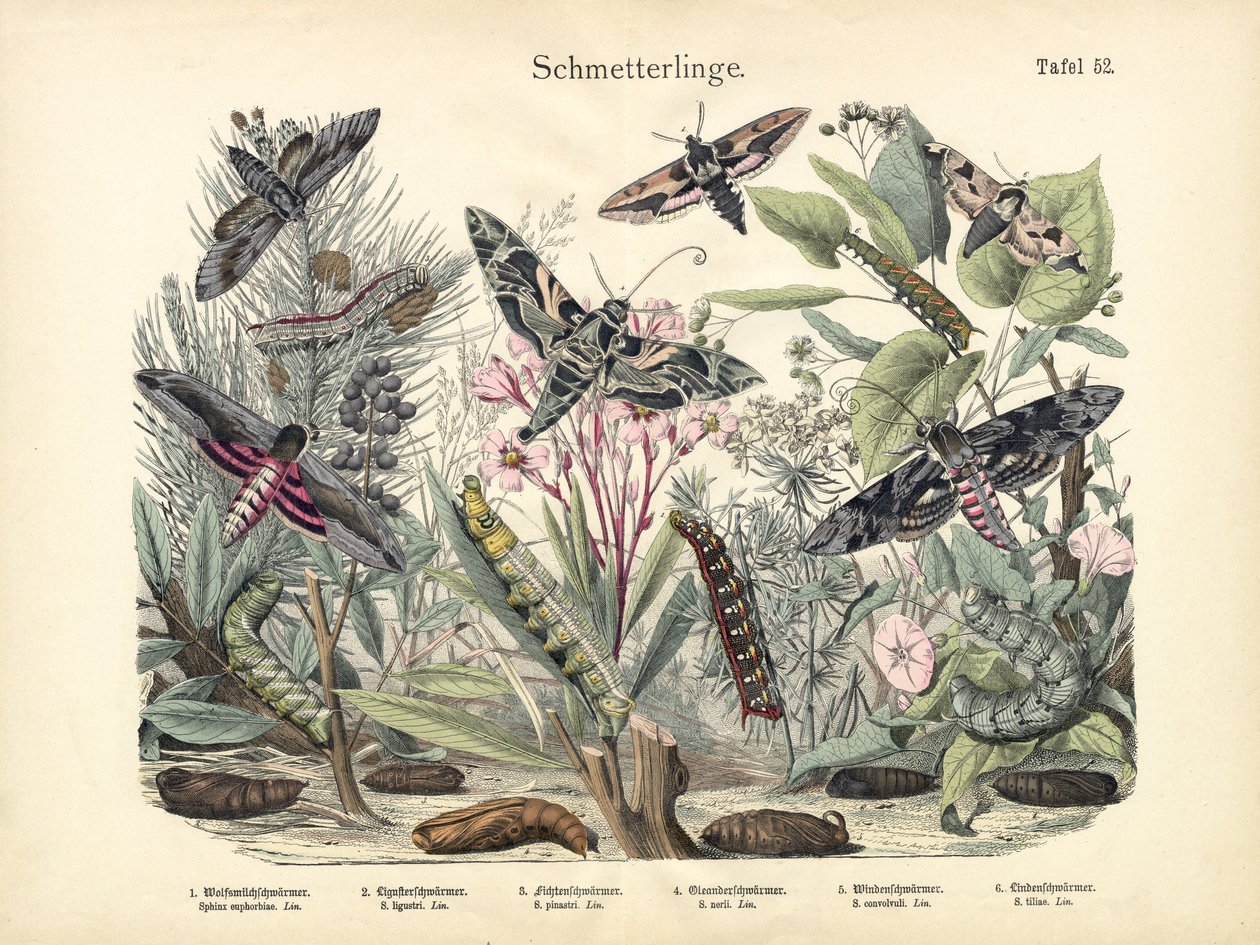 Schmetterlinge, um 1860 von German School