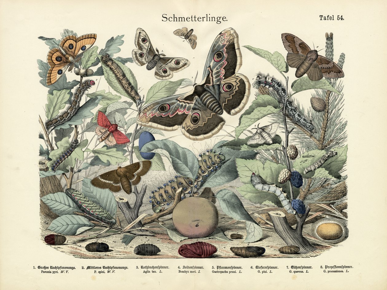 Schmetterlinge, um 1860 von German School