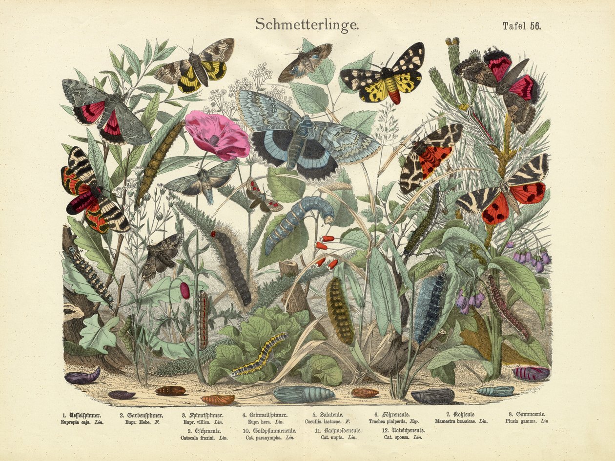 Schmetterlinge, um 1860 von German School