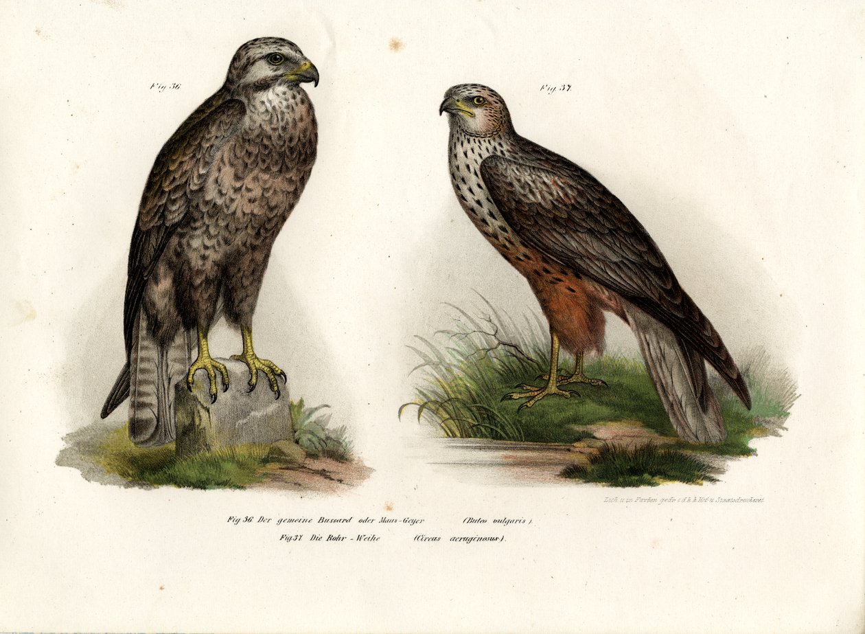 Bussard, 1864 von German School