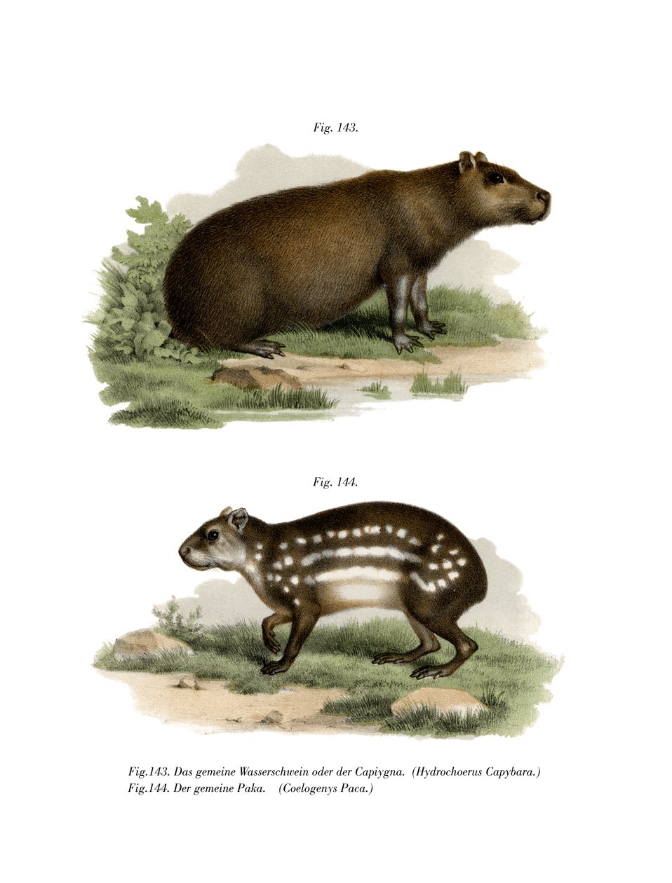 Wasserschwein von German School