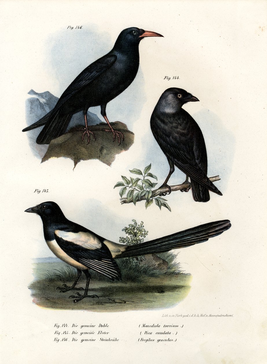 Dohle, 1864 von German School