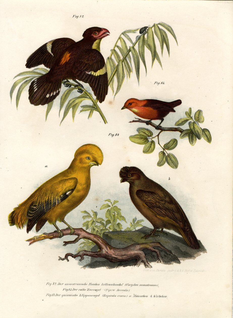 Dunkler Breitschnabel, 1864 von German School