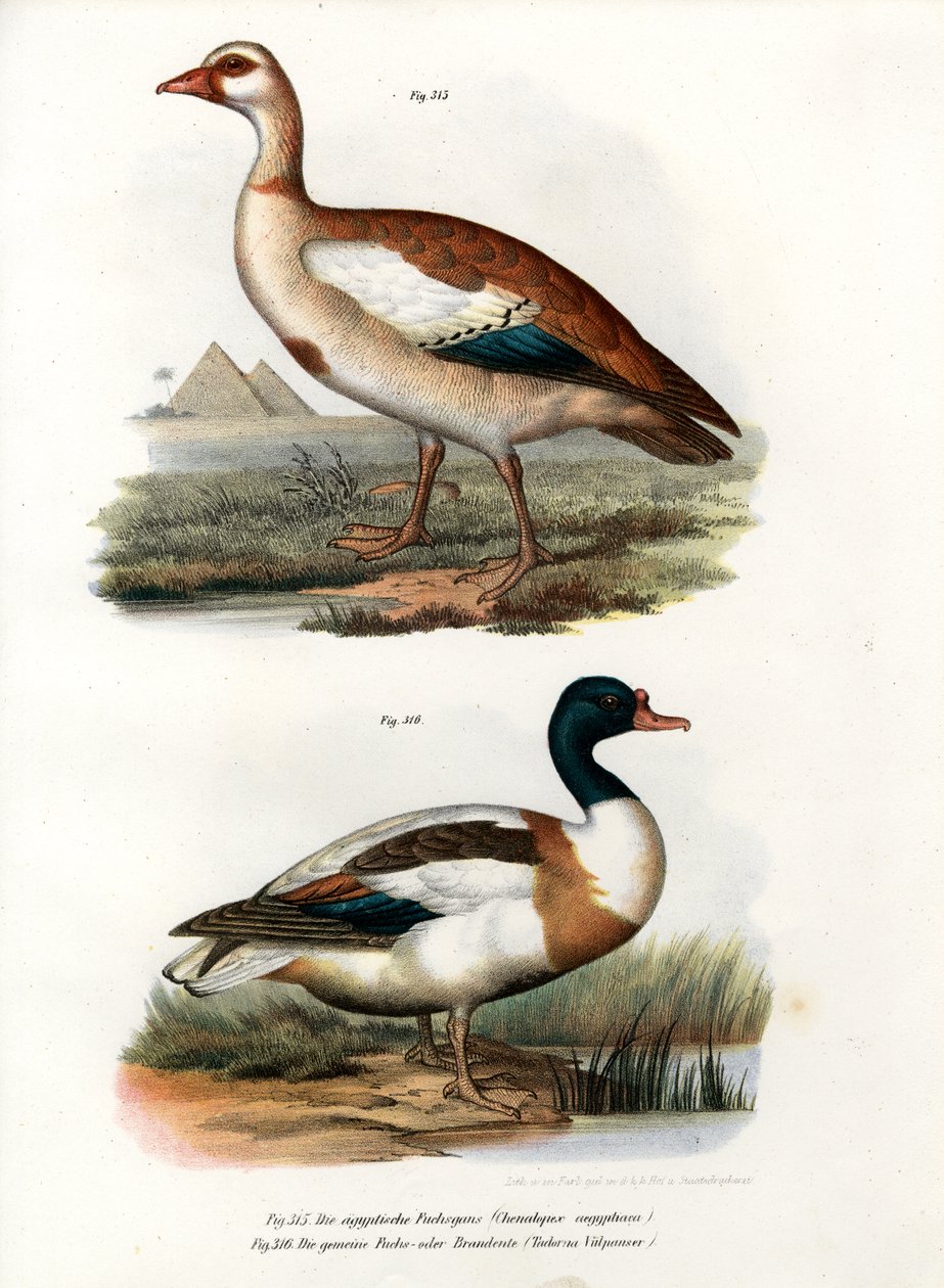 Nilgans von German School