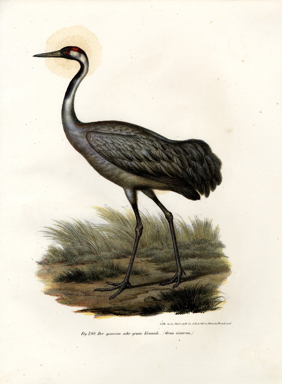 Eurasischer Kranich, 1864 von German School