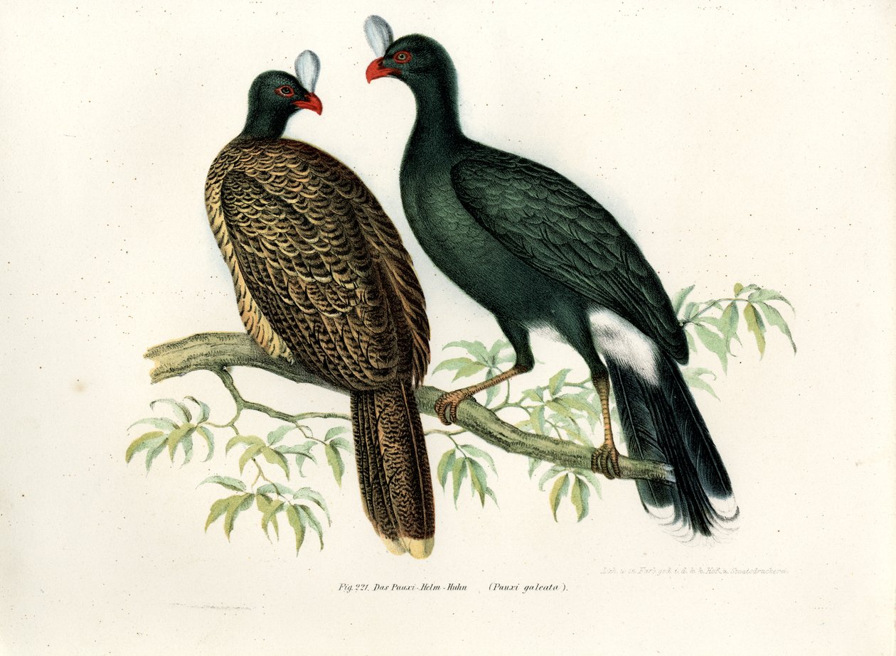 Helmhokko, 1864 von German School