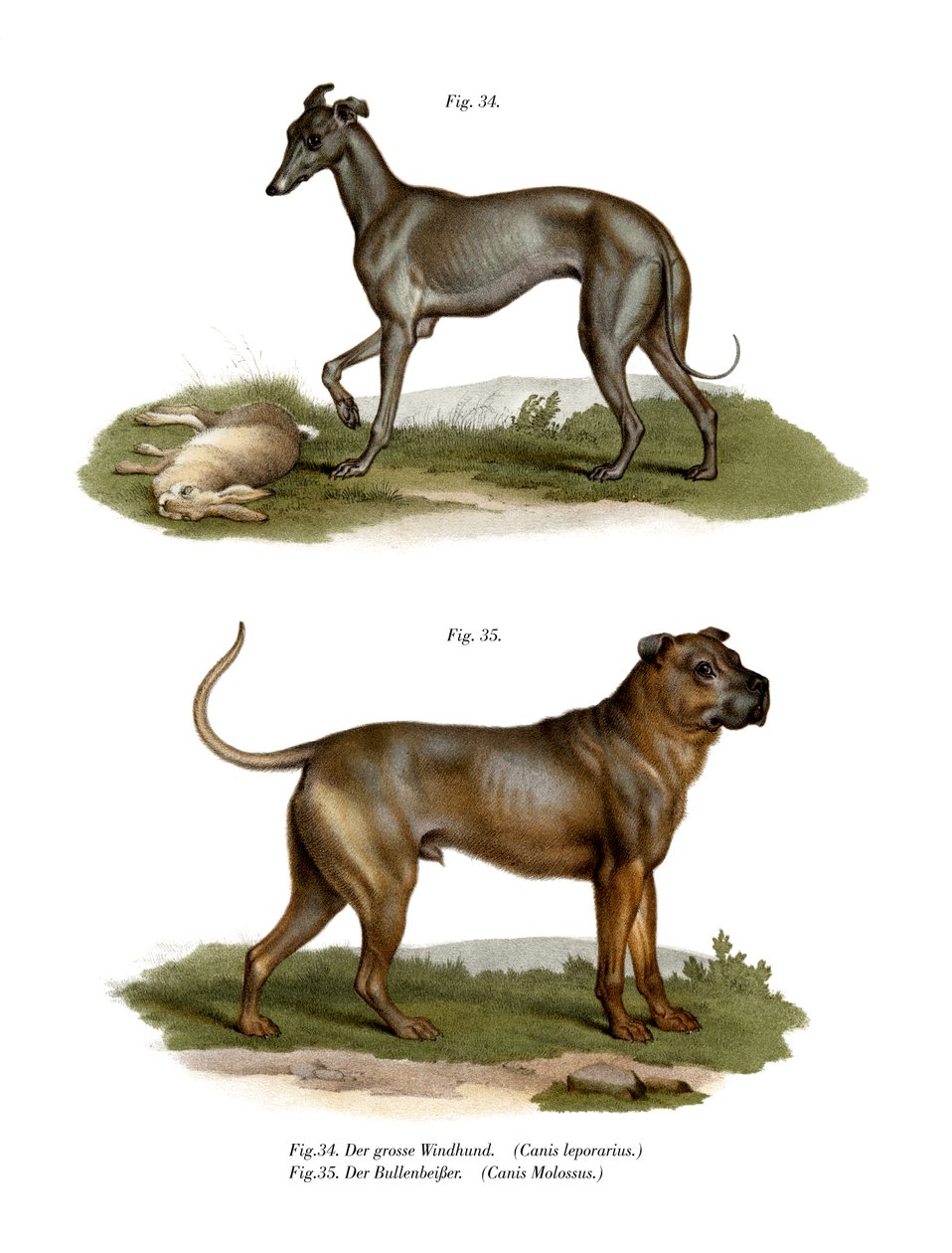 Windhund, 1860 von German School
