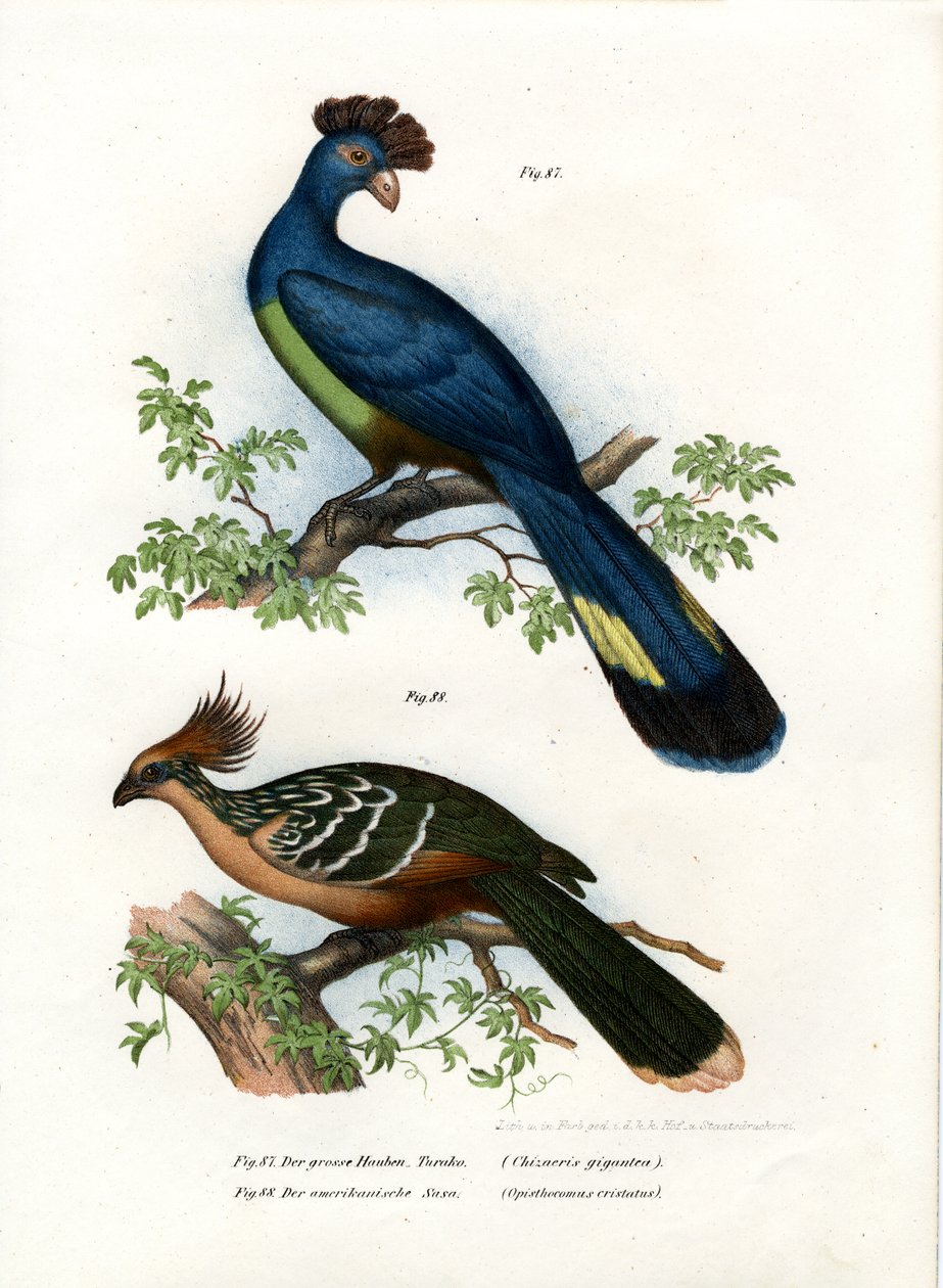 Großer Turako, 1864 von German School