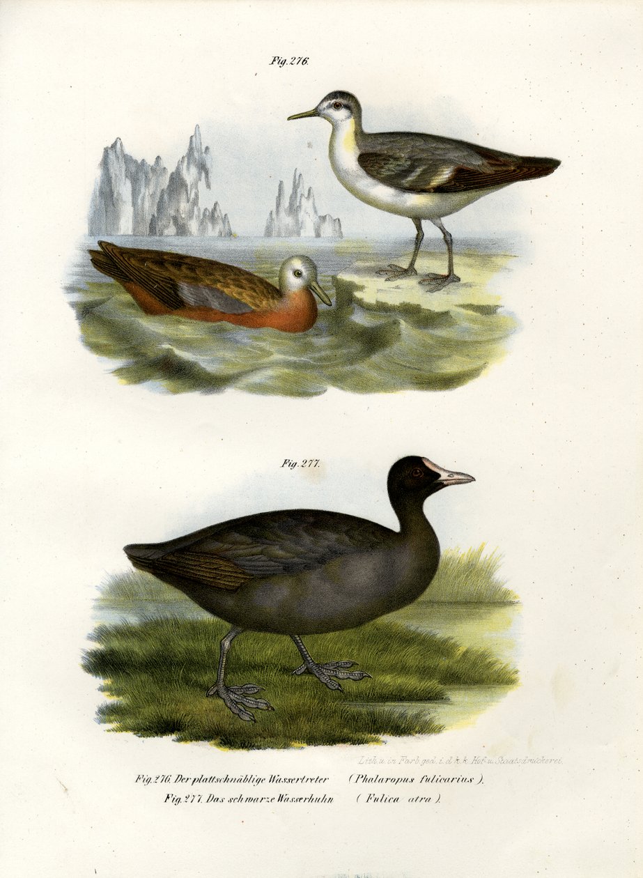 Grauer Wassertreter von German School