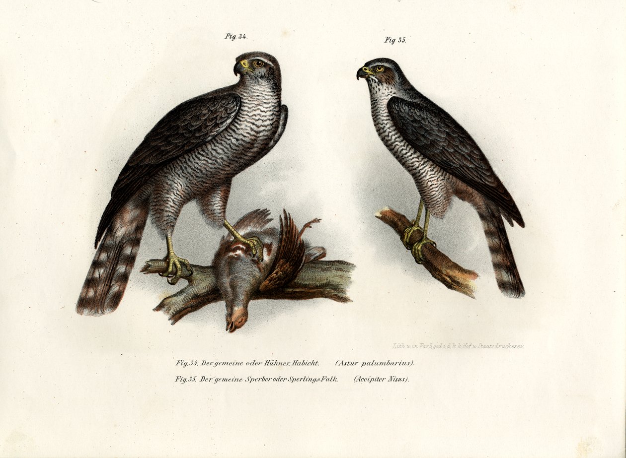 Habicht, 1864 von German School