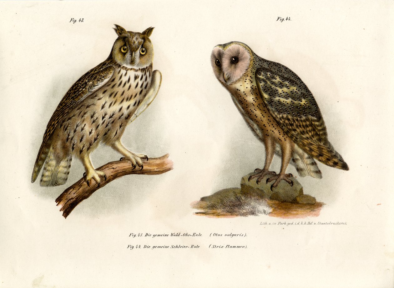 Kauz, 1864 von German School