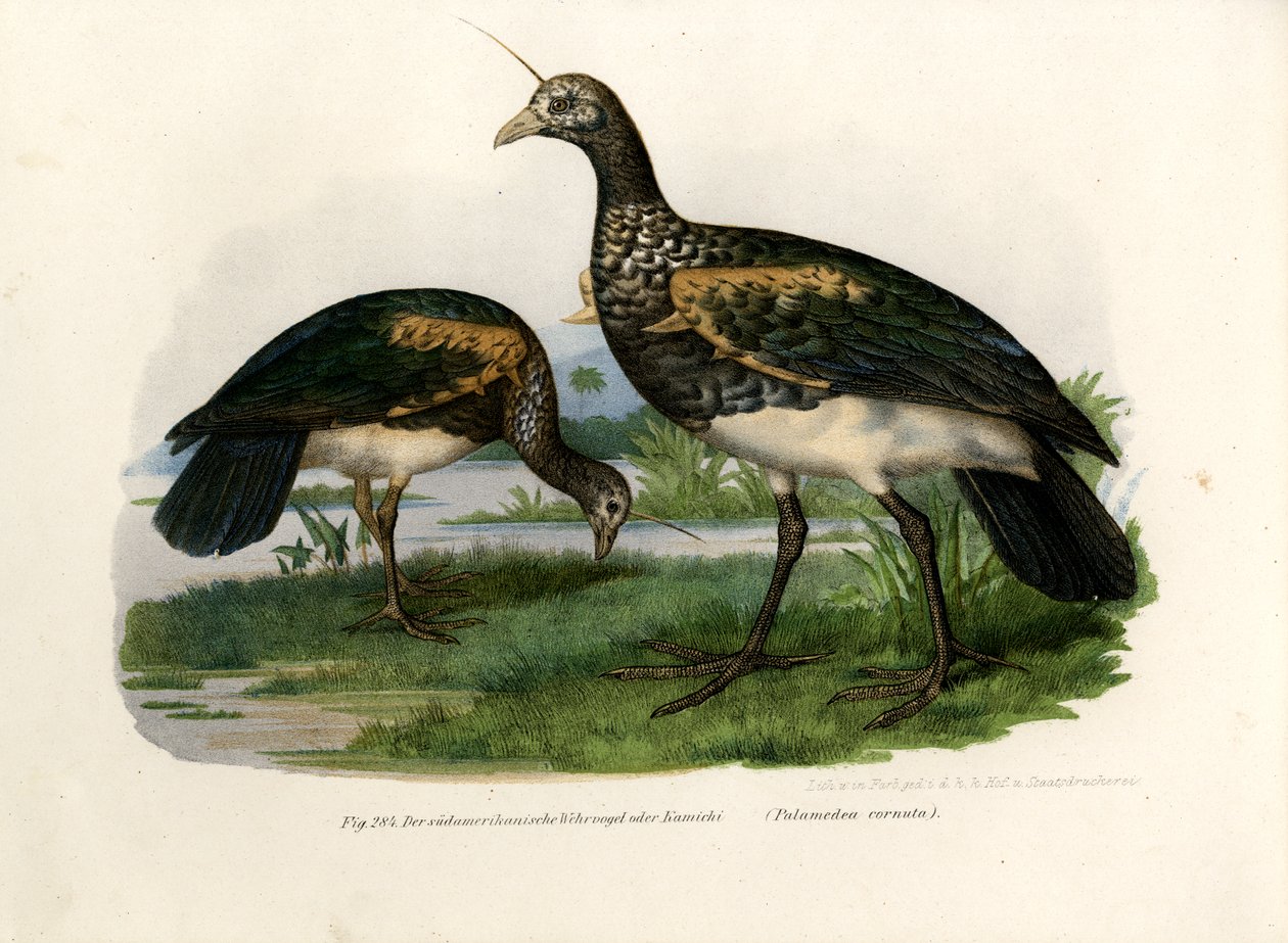 Hornwehrvogel von German School