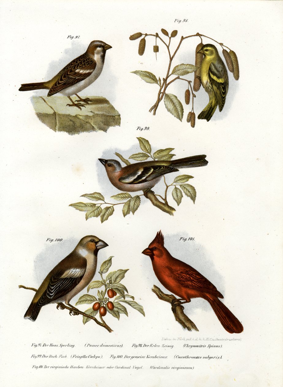 Haussperling, 1864 von German School