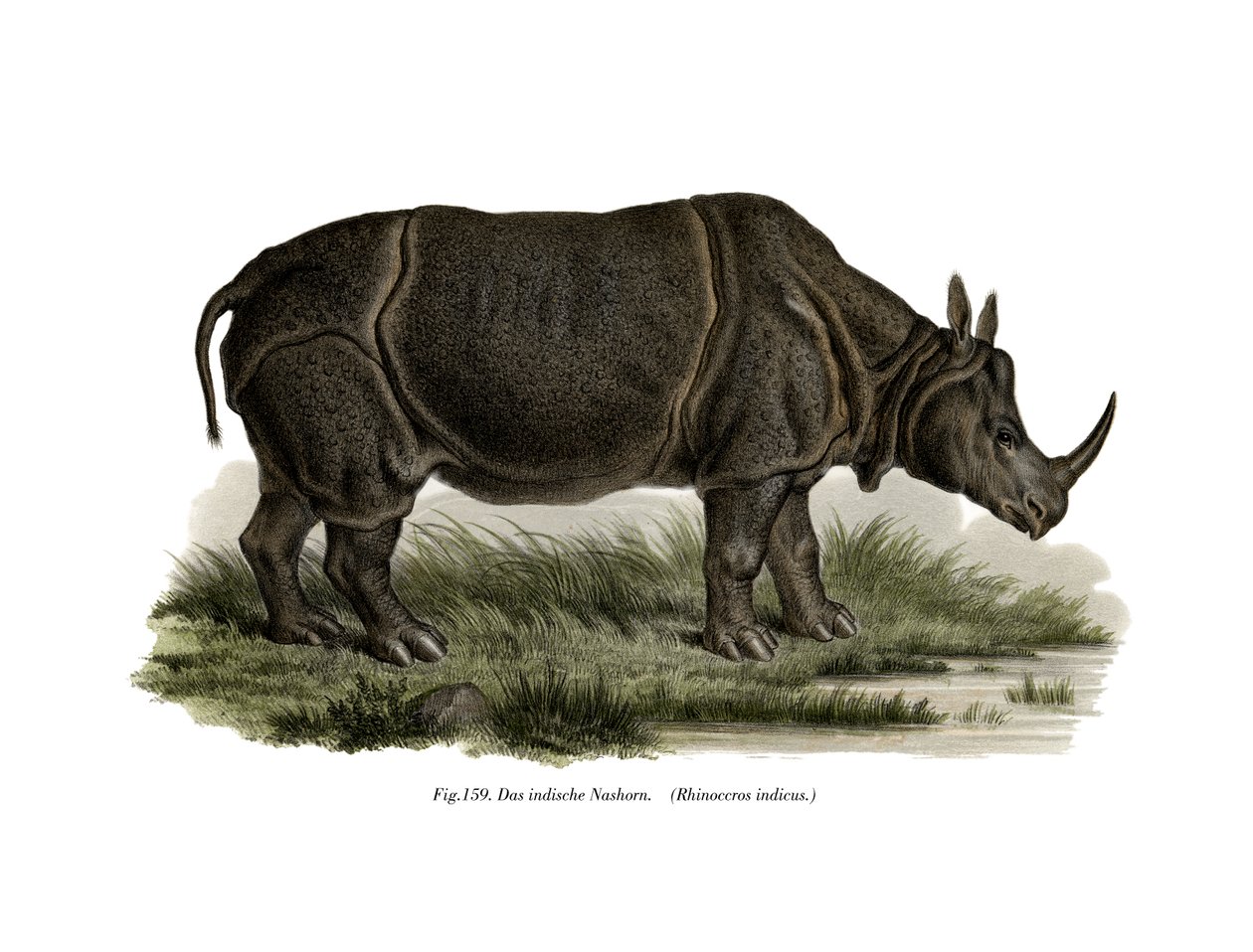 Panzernashorn von German School