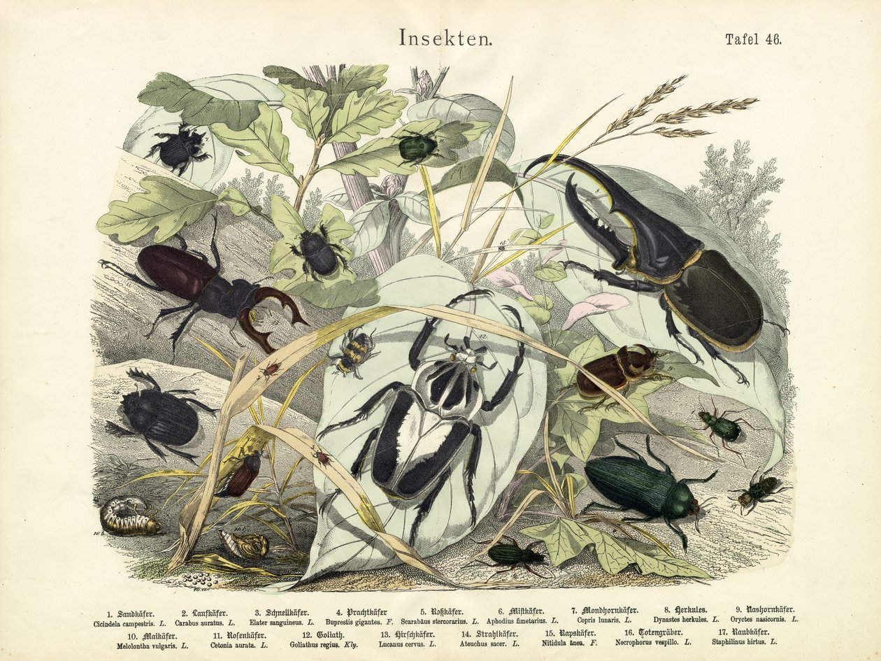 Insekten, um 1860 von German School
