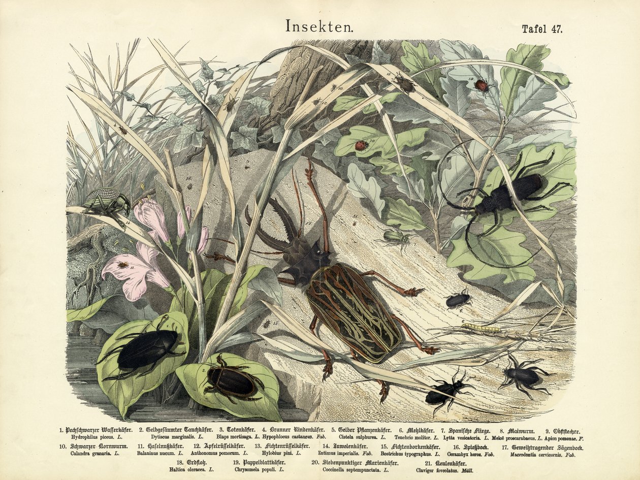 Insekten, um 1860 von German School