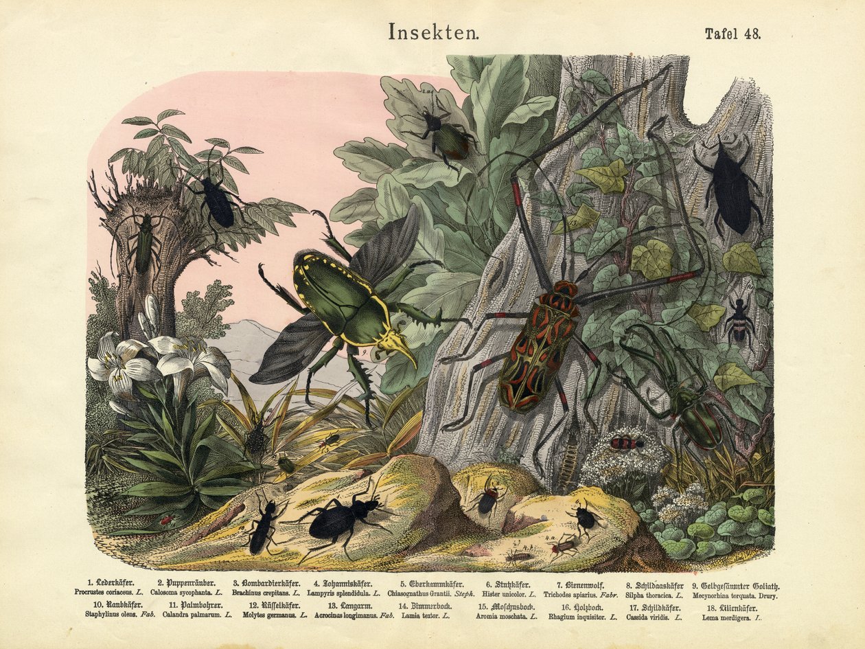 Insekten, um 1860 von German School