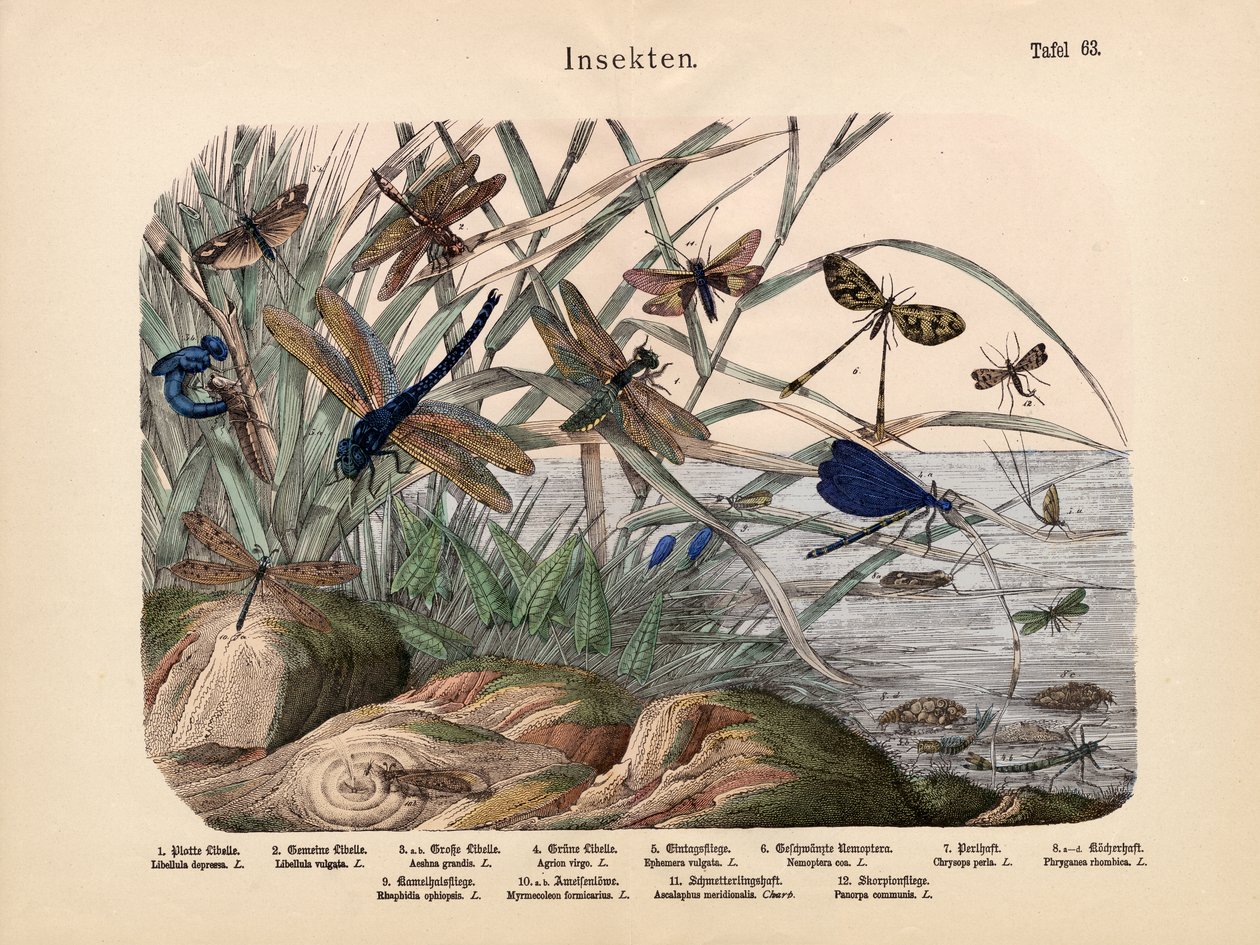 Insekten, um 1860 von German School