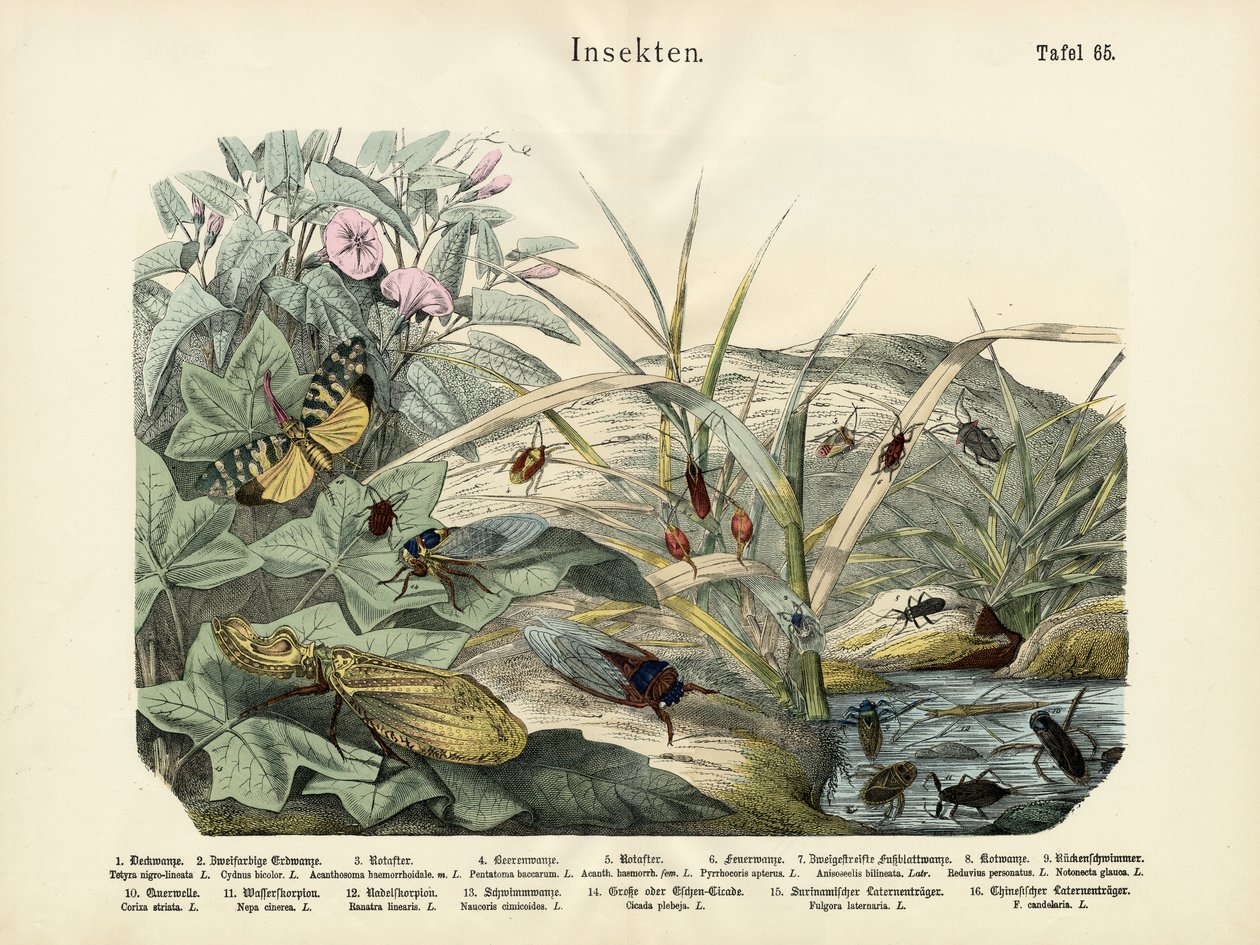 Insekten, um 1860 von German School