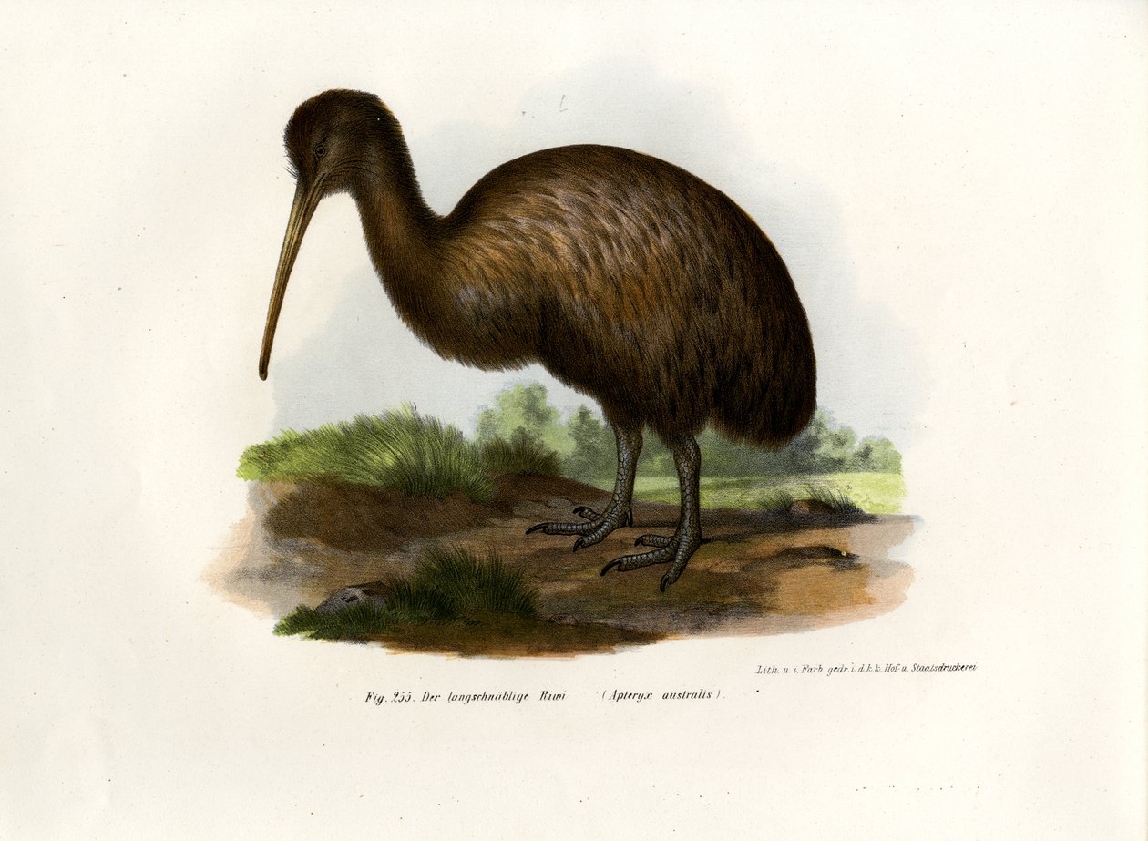 Kiwi, 1864 von German School