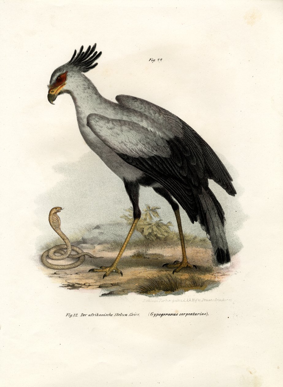 Langbeiniger Greifvogel, 1864 von German School