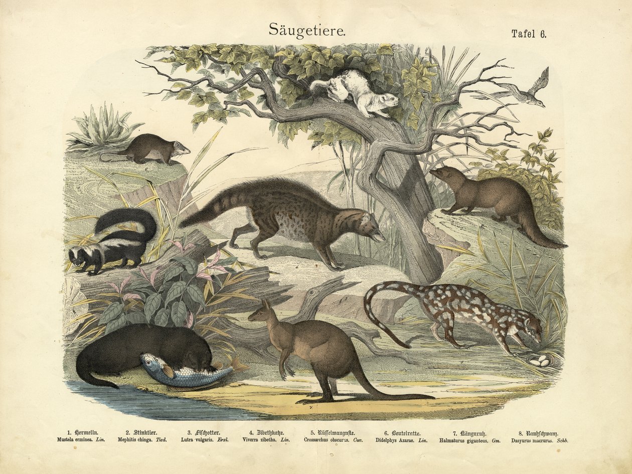 Säugetiere, ca. 1860 von German School