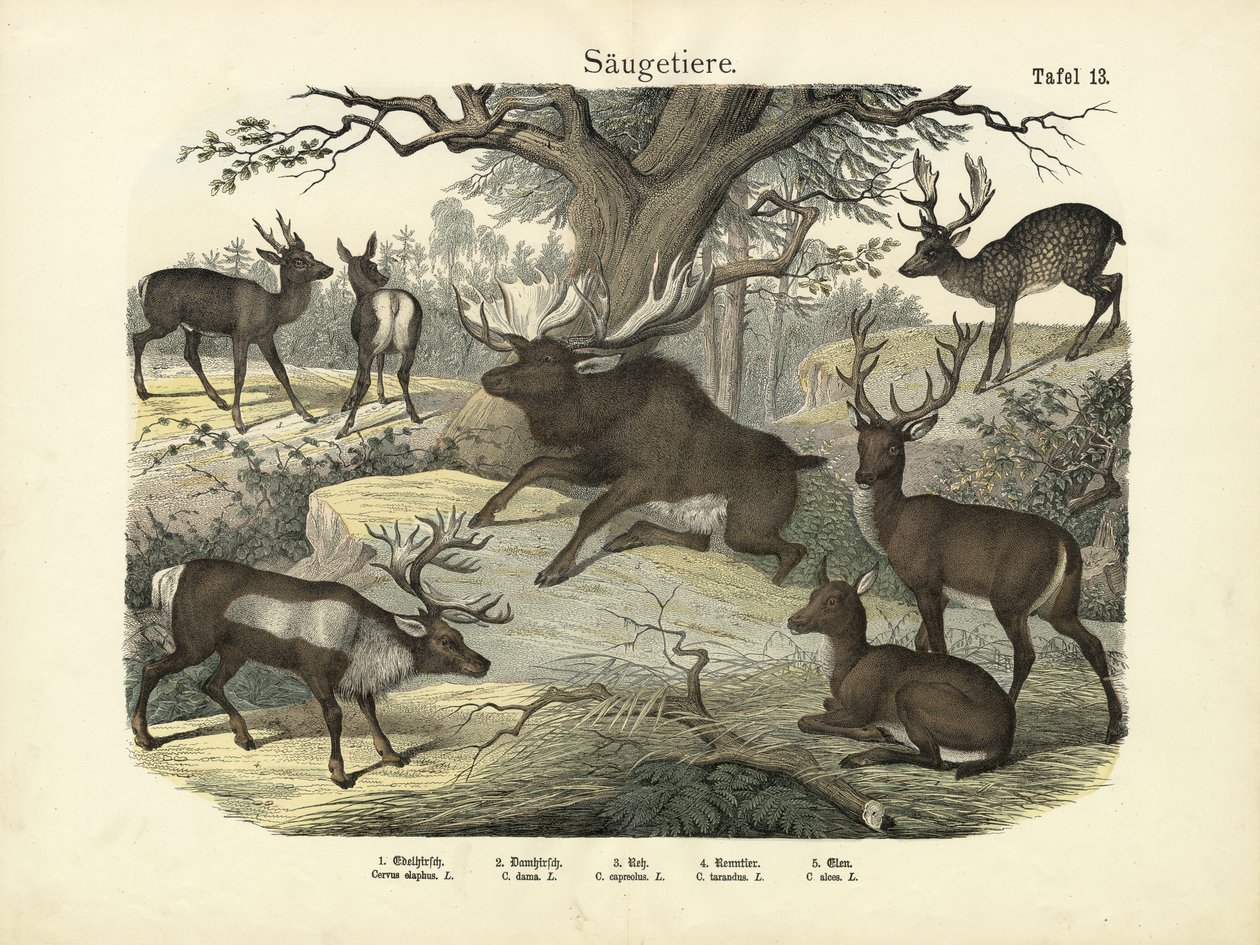 Säugetiere, ca. 1860 von German School