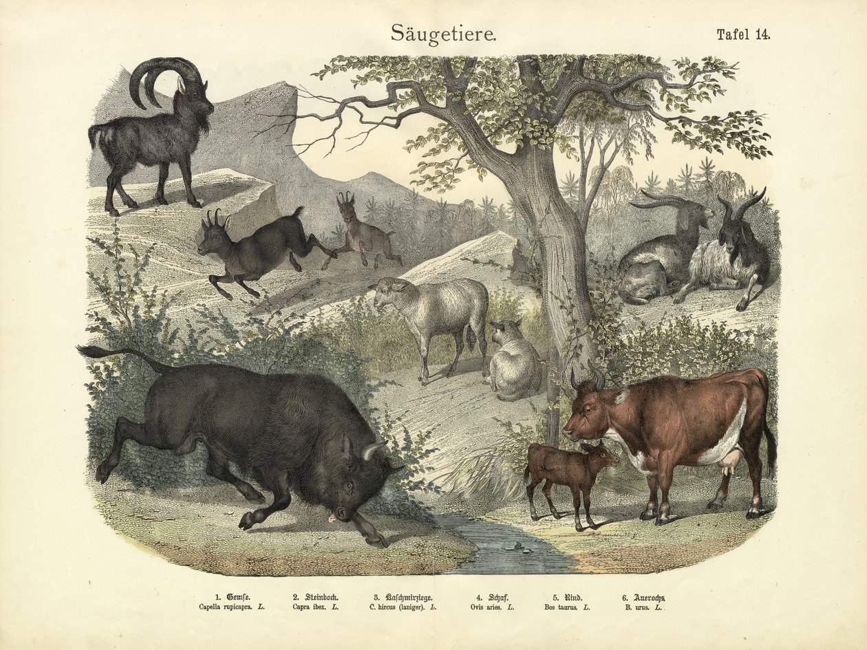 Säugetiere, ca. 1860 von German School