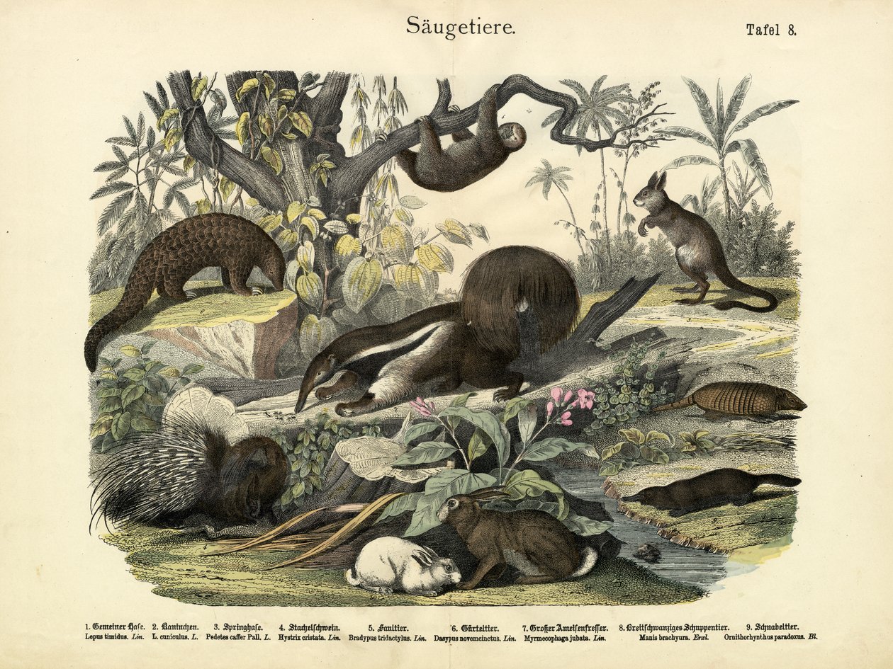 Säugetiere, um 1860 von German School