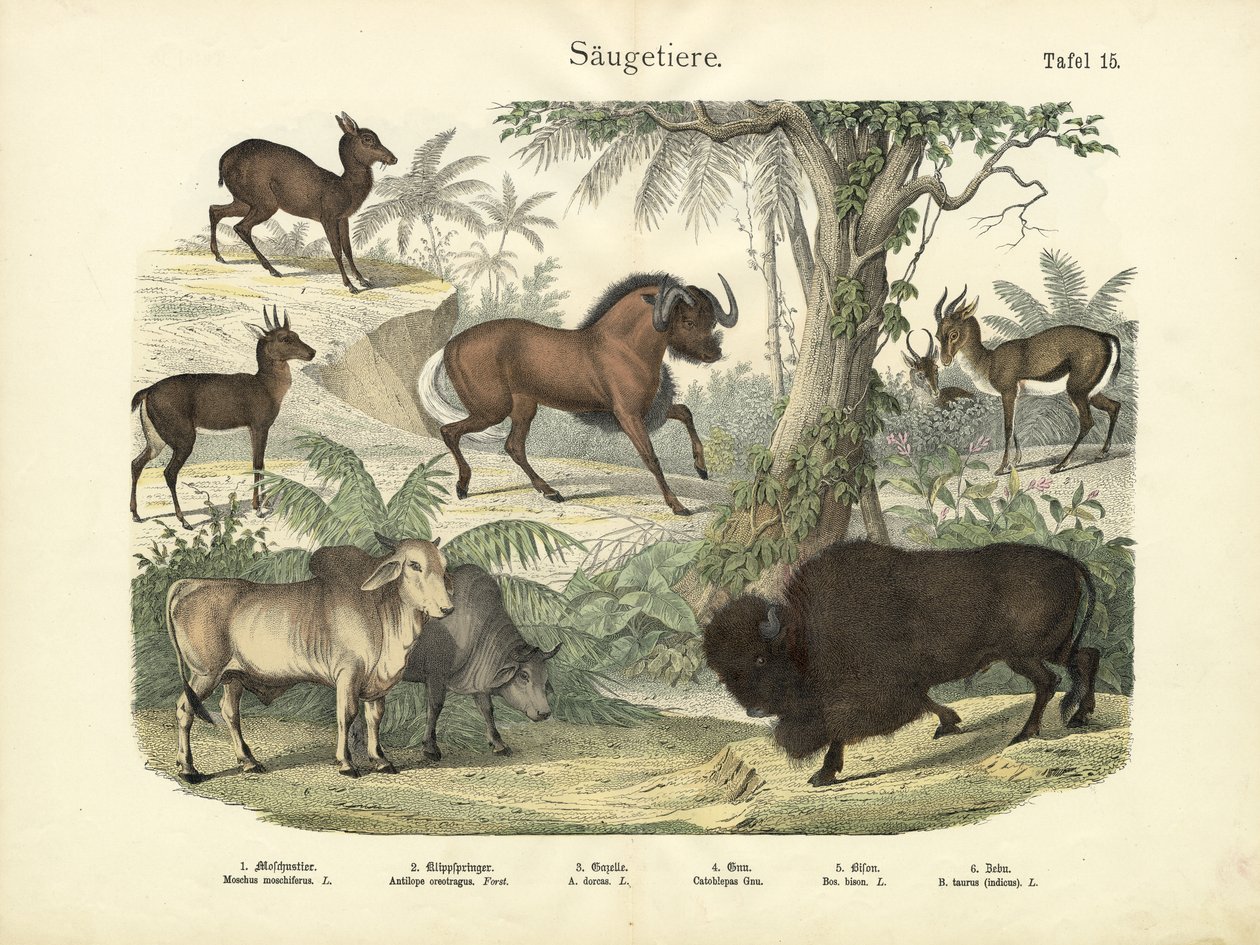 Säugetiere, um 1860 von German School