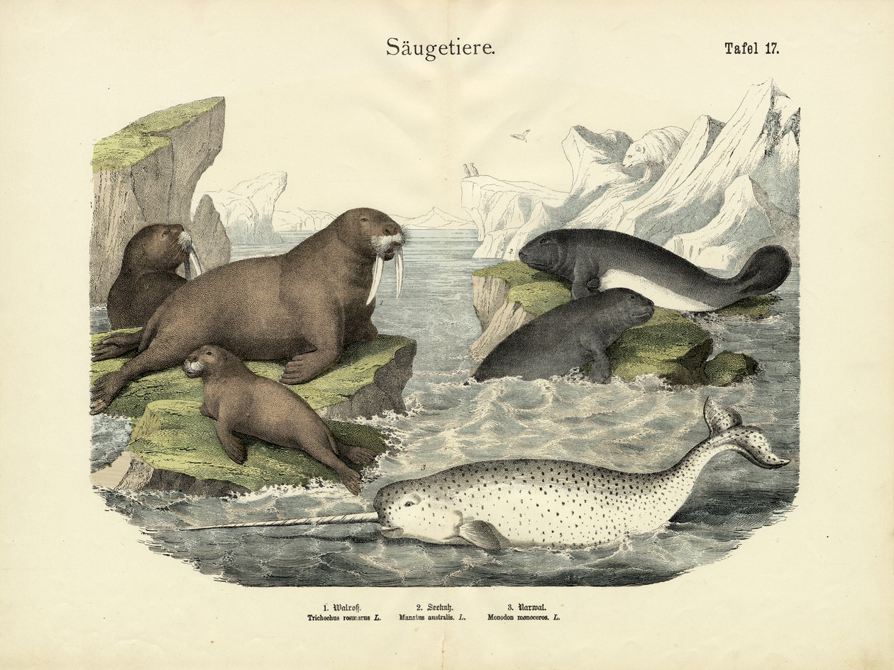 Säugetiere, um 1860 von German School