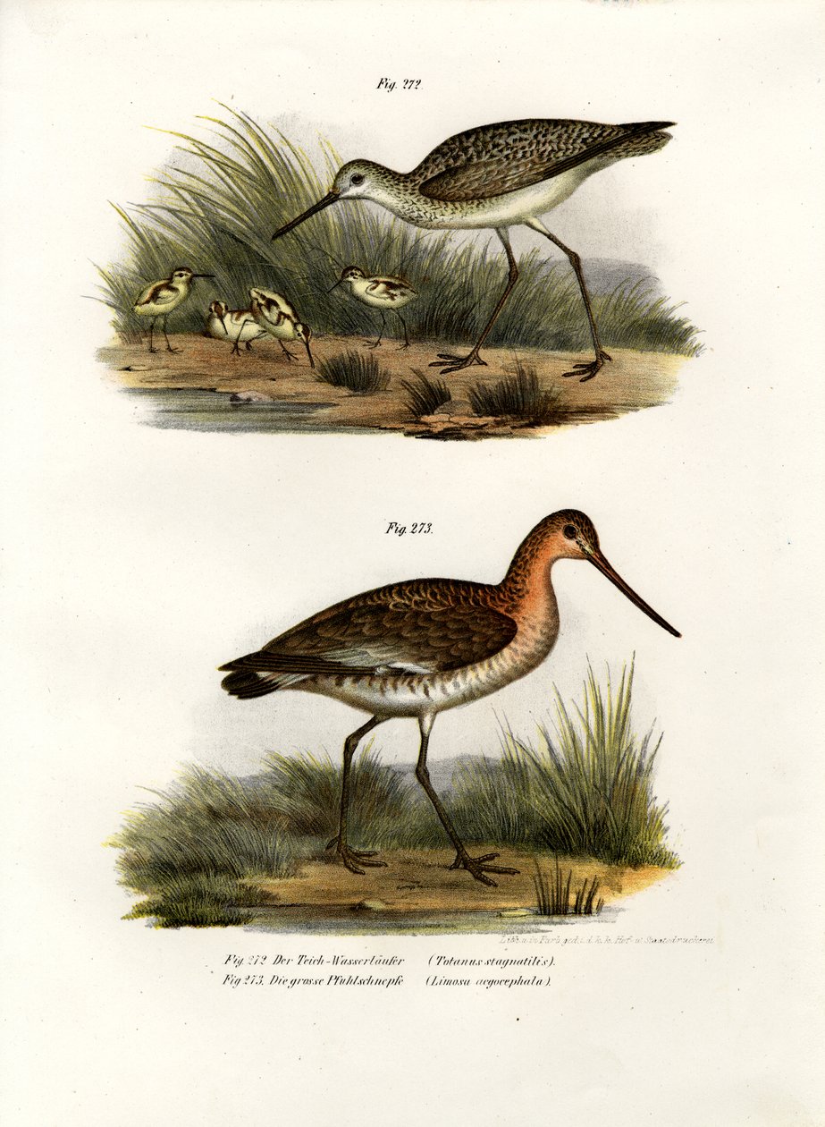 Teichwasserläufer, 1864 von German School